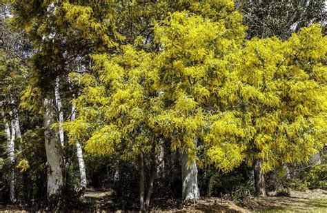 Golden Wattle Acacia Pycnantha In Full Bloom Australia Stock Photo