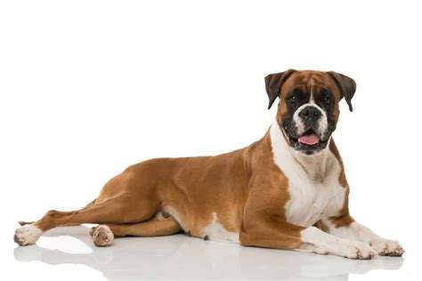 Types of Boxer Dogs - A-Z Animals