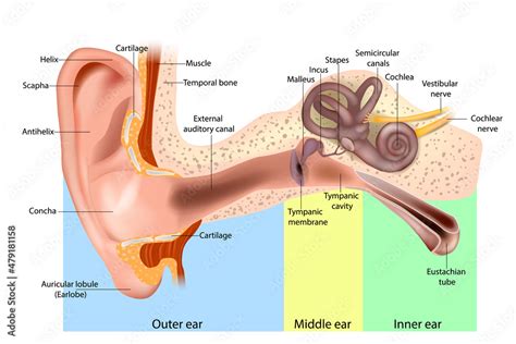 Labeled Ear Diagram