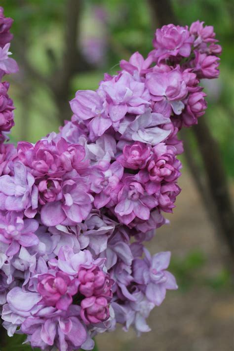 Buy Katherine Havemeyer French Lilac Syringa Free Shipping Wilson