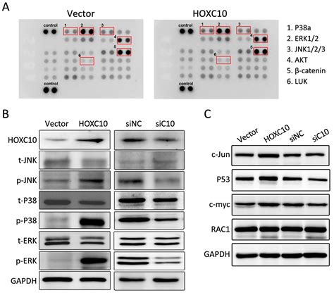 HOXC10 Up Regulation Promotes Gastric Cancer Cell Proliferation And