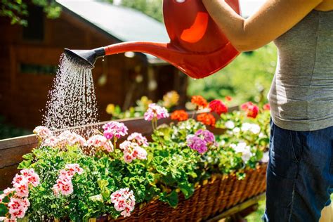 Flower Gardening For Beginners: A Quick and Easy Guide