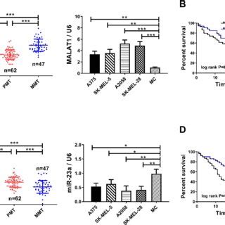 LncRNA MALAT1 Promotes Malignant Proliferation Migration And Invasion