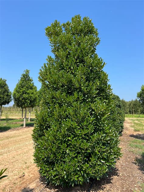 Emerald Colonnade® Holly Boxwood Form Bold Spring