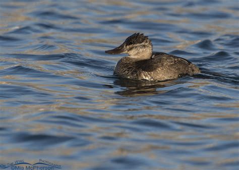 Ruddy Duck Hen In Golden Evening Light Mia Mcphersons On The Wing