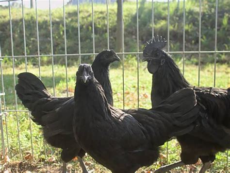 fakta unik ayam cemani ras hitam legam  mistis  langka idn