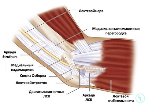 Синдром кубитального канала локтевого нерва: лечение, цена операции ...