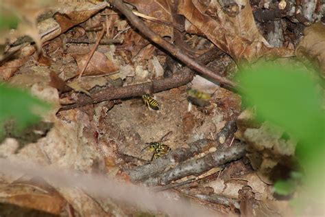 Underground Yellow Jacket Colony Neat To See This Image In Flickr