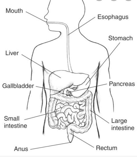 Labelled Diagram Human Digestive System Drawing Easy Human Digestive