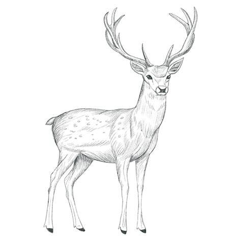 Premium Photo | Hand drawn deer pencil sketch Monochrome deer on white ...