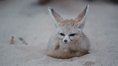 Kit Fox | Animals Happen Wildlife Control