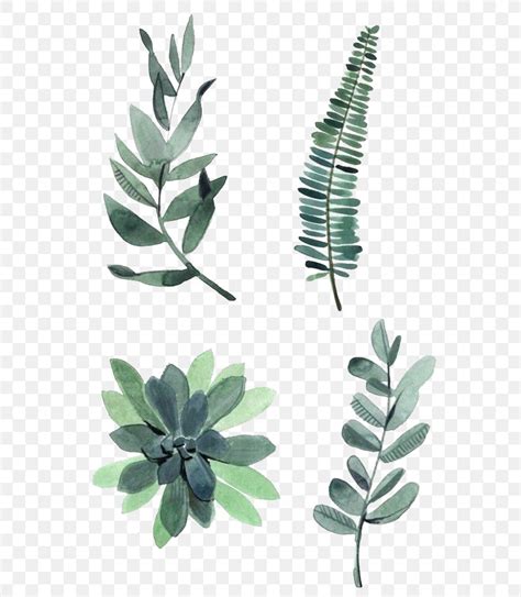 Watercolor Painting Drawing Plant Illustration Png X Px Plant