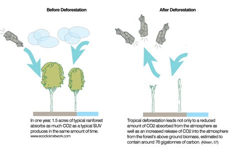 Global Warming Deforestation In Southeast Asia