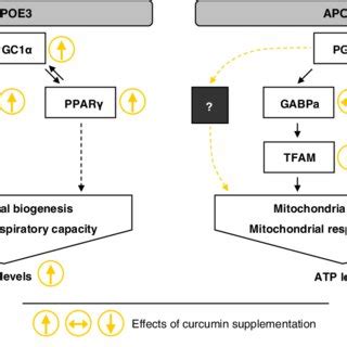 Possible interaction between various transcription factors and ... 