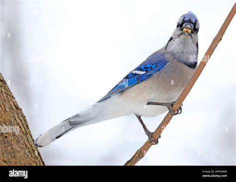 Blue Jay eating on a branch with white background, Canada Stock Photo ...