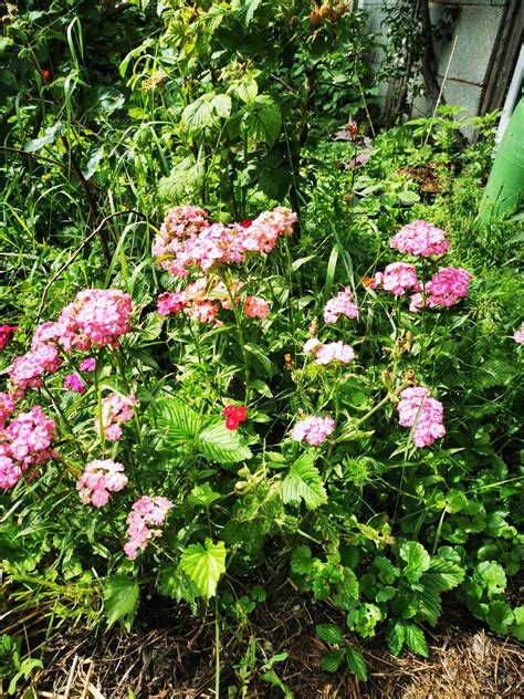 Eetbare Sierborder Planten Eetbaar Paradijs