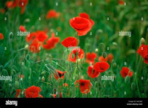 Poppies Rewilding Hi Res Stock Photography And Images Alamy