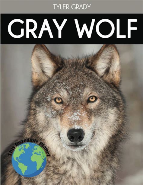 Gray Wolf Fascinating Animal Facts For Kids This Incredible Planet