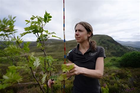 Is deer culling the answer to Scottish woodland regeneration?