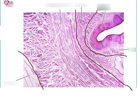 esophagus histology Diagram | Quizlet