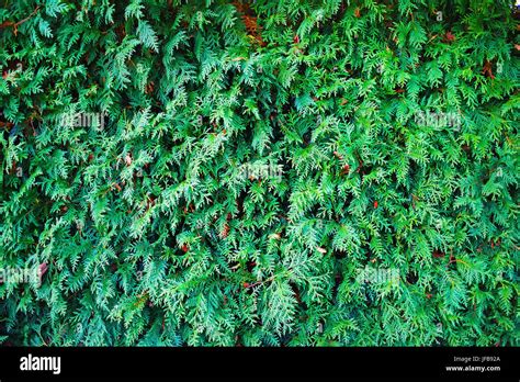 Green Thuja Texture Stock Photo Alamy