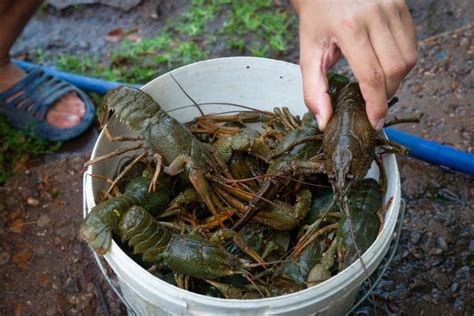 Best Live Crawfish Stock Photos, Pictures & Royalty-Free Images - iStock