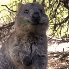 Wombat GIFs | Tenor