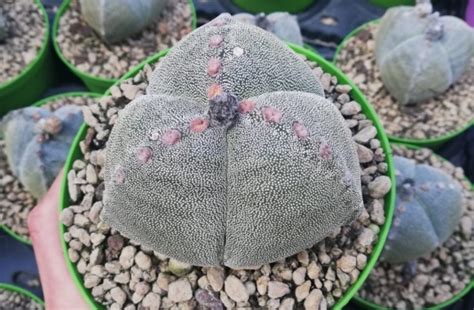 Astrophytum Myriostigma Var Tricostatum Giromagi Cactus