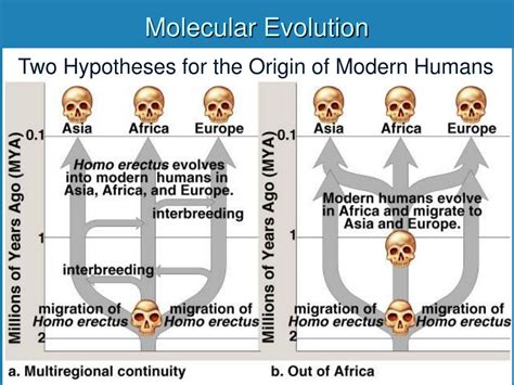 Ppt Evolution Powerpoint Presentation Free Download Id590523