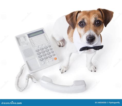 Vet Call Center Contact Us Stock Photo Image 34834500