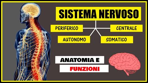 Sistema Nervoso Cos E Come Funziona Riassunto E Spiegazione