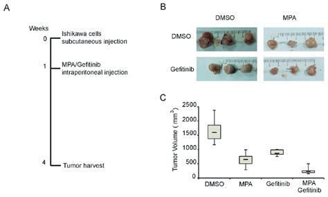 Gefitinib Enhances Mpa Mediated Tumor Suppression In The Ec Xenograft