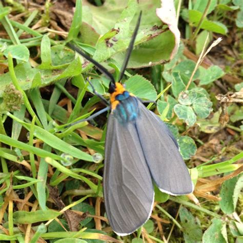 Virginia Ctenucha Moth Project Noah