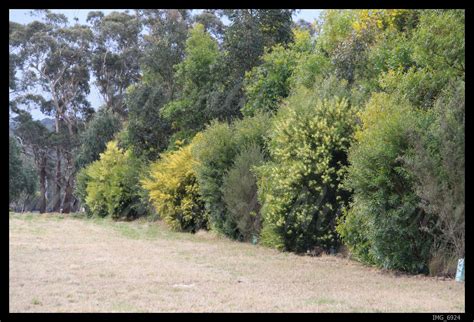 Creating Sustainable Windbreaks Native Plant And Revegetation