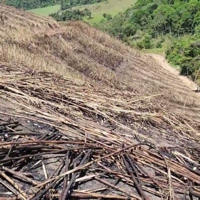 Colheita De Cana Manual Est Os Dias Contados No Nordeste Do Brasil