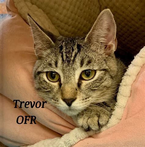 Cat For Adoption Trevor A Domestic Short Hair And American Bobtail Mix