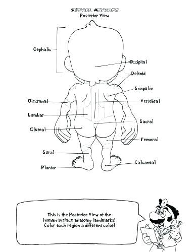 Free Printable Human Anatomy Coloring Pages At Getcolorings Free