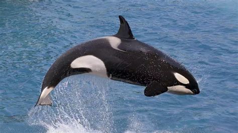 389 Killer Whale Names (Good, Cute & Famous Naming Ideas)