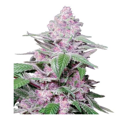 Purple Cookies Kush De Sensi Seeds Sabor Elegante La Huerta Grow Shop