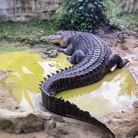 √ Jongs Crocodile Farm Review And Harga Tiket 2024