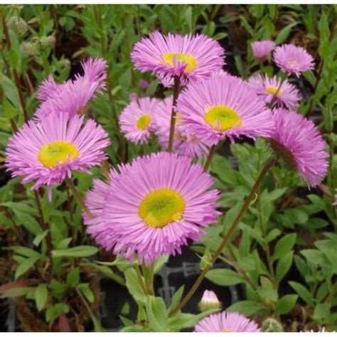 Erigeron Speciosus Pink Jewel Seeds Pink Fleabane Daisy 100 Seeds