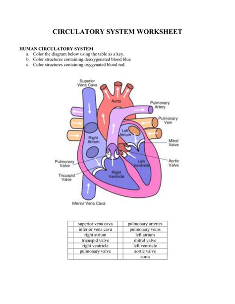 Cardiovascular System Diagram Worsheets The Basics Of Mainta