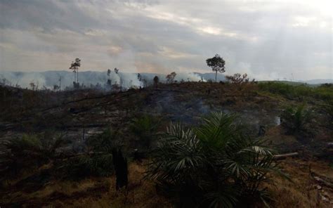 Ratusan Hektar Hutan Lindung Bukit Betabuh Terbakar Mongabay Co Id