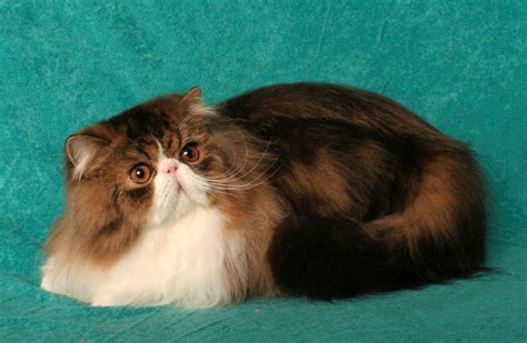 Brown Persian Cat