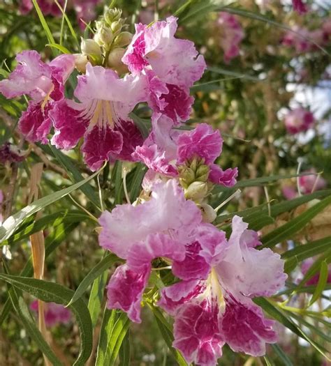 20 Native Flowering Desert Willow Chilopsis Seeds