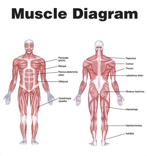 Muscles Diagrams Diagram Of Muscles And Anatomy Charts Hubpages Images