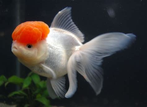 Ikan Mas Koki Oranda Akuarium Mas Koki