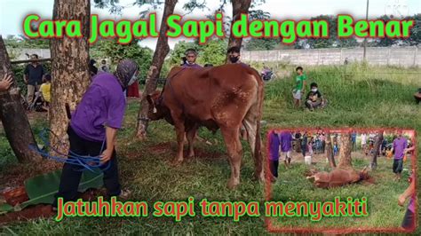 Daily Vlog Cara Merobohkan Sapi Qurban Tanpa Menyakiti Hari Raya