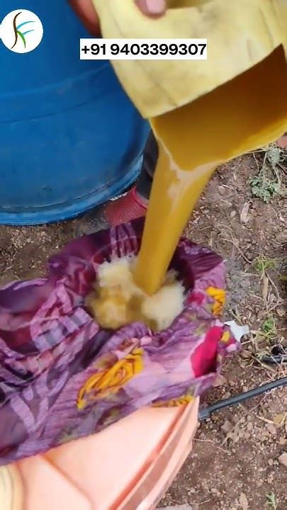 Jeevamrut Spray On Mango Flower आम के फूल पर जीवामृत का छिड़काव