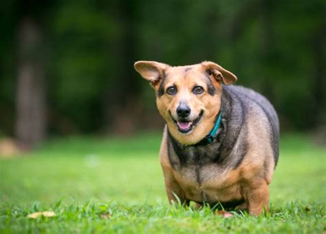 Obesidad En Perros Todo Lo Que Debes Saber Mascotas Online